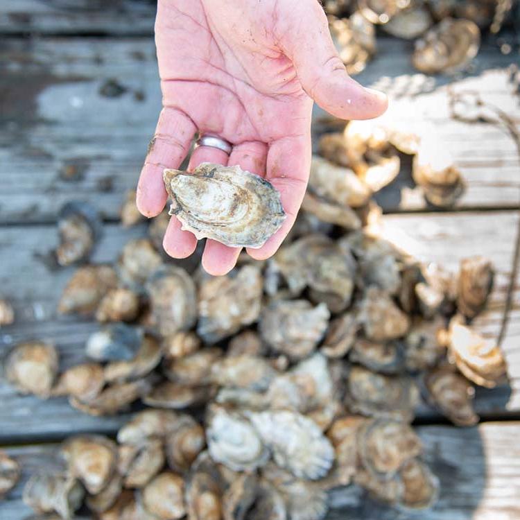 Amazing Oysters